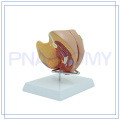 PNT-0582 Most popular Medical the female reproductive system photo